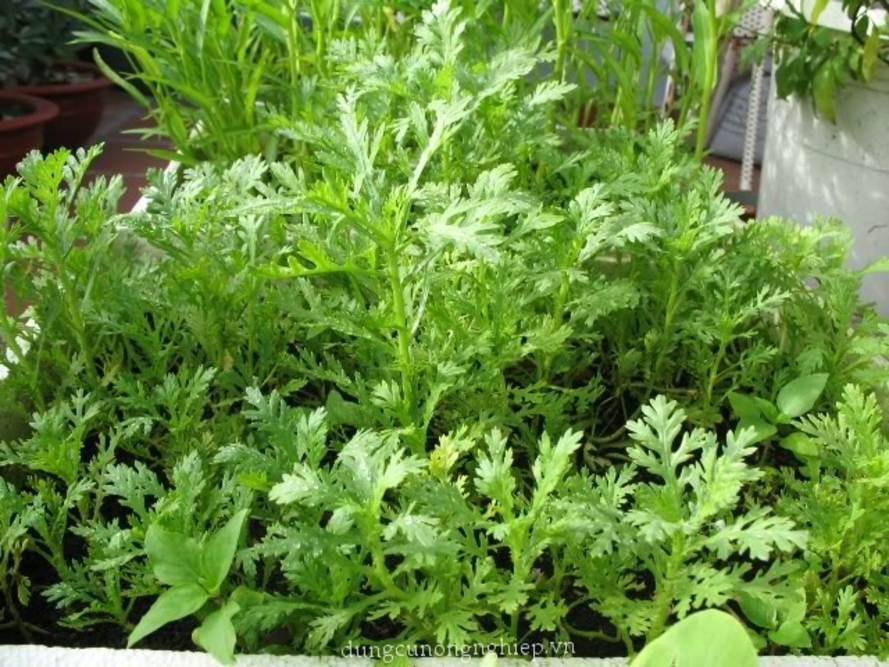 Hạt Giống Rau Tần Ô/ Cải Cúc Tẻ - Chrysanthemum coronarium