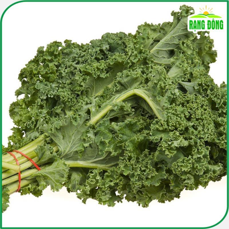 Hạt giống Cải Xoăn Kale Kháng Bệnh Tốt, Trồng Quanh Năm (gói 5 gram) - Hạt giống Rạng Đông