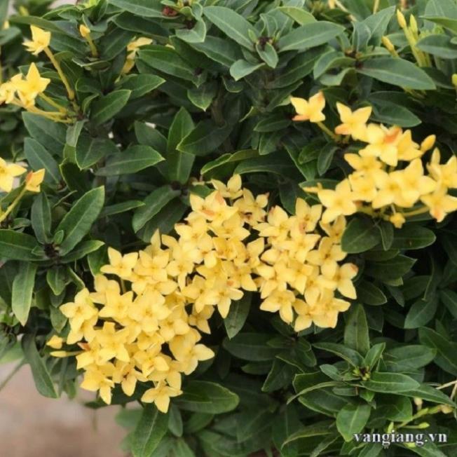 Hoa mẫu đơn màu vàng - hàng đang nụ hoặc sắp nụ