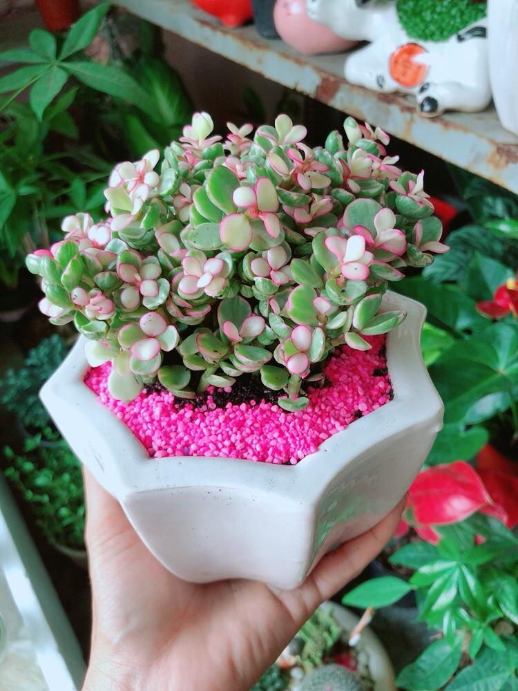 Chậu Cây Cành Vàng Lá Ngọc