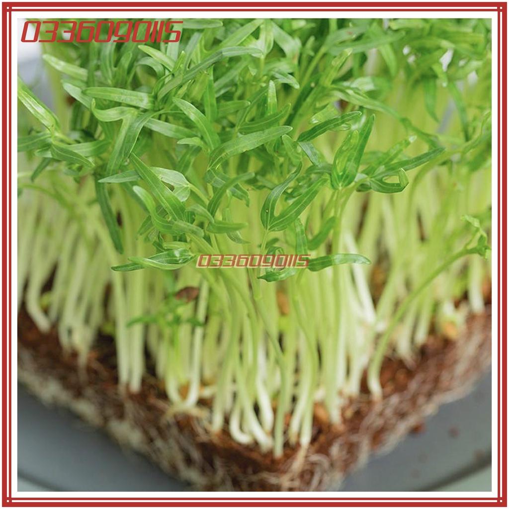 Túi 100g hạt rau mầm rau muống - gói 100g - hạt loại 1
