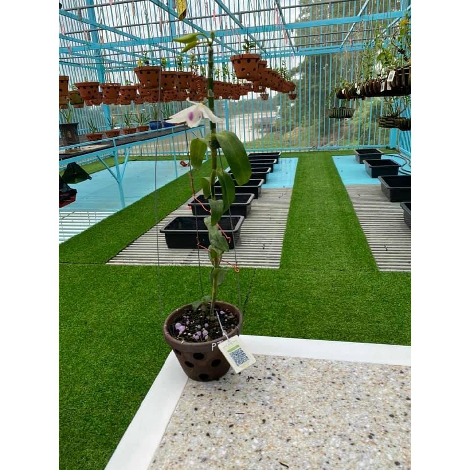Cỏ nhân tạo sân vườn ,cỏ trải sàn 1cm xanh non loại tốt cắt liền rộng 2m x dài 5m