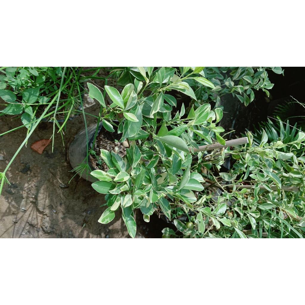 Cây Tắc Cẩm Thạch