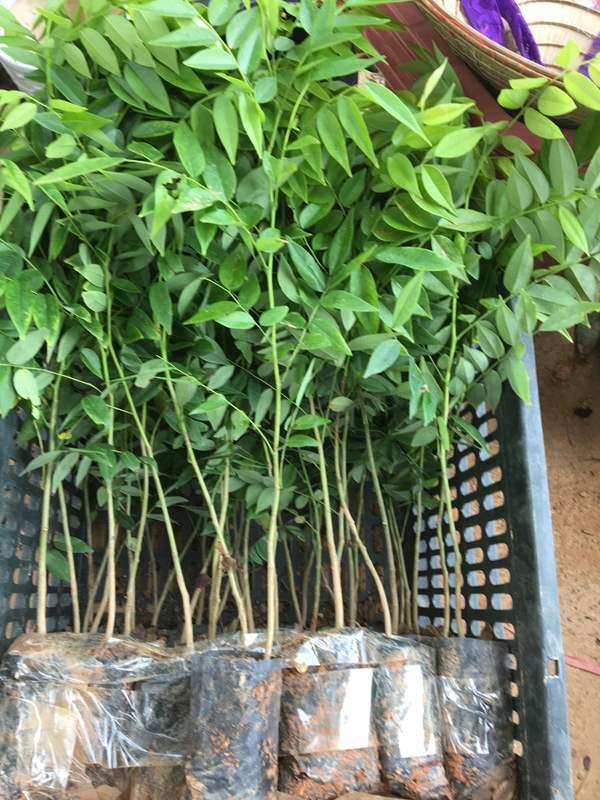 Combo 10 Cây Sưa Đỏ