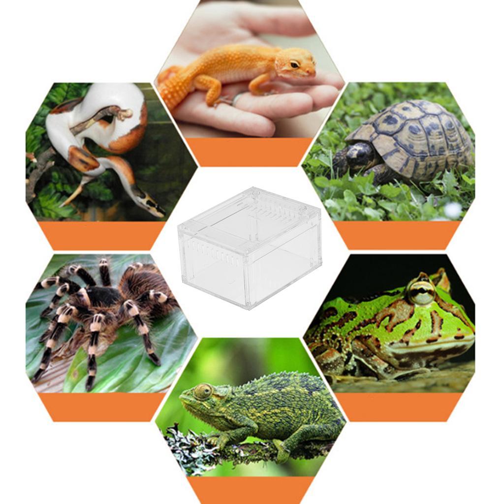 Acrylic Pet Reptiles Worm Lizard Breeding Box Clear Cases For Reptile Lizard