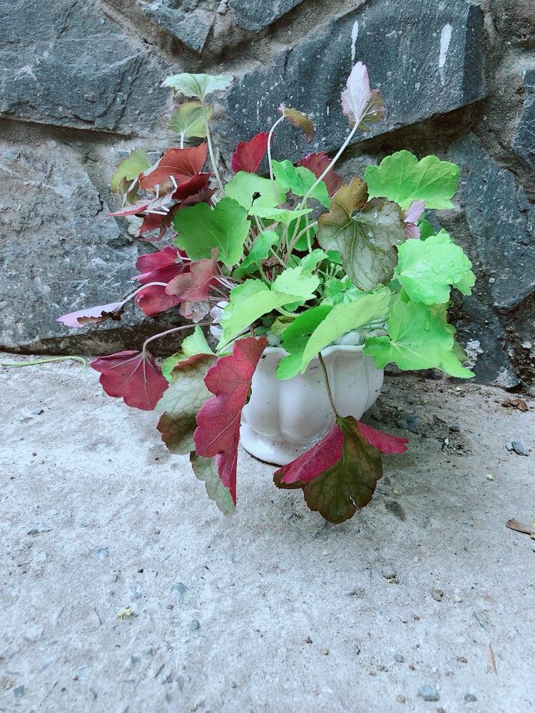 Chậu Cây Lá Màu