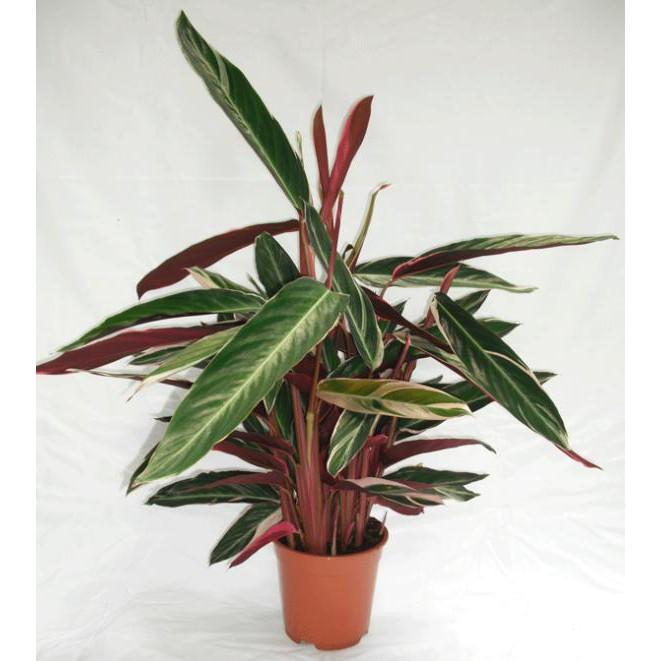 Cây chuối hoàng yến - cây cảnh trong văn phong - Giúp không gian trở nên thơ mộng hơn !!