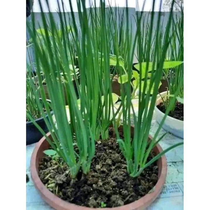 HẠT GIỐNG HÀNH HƯƠNG HÀNH TA THƠM SIÊU ĐẺ NHÁNH
