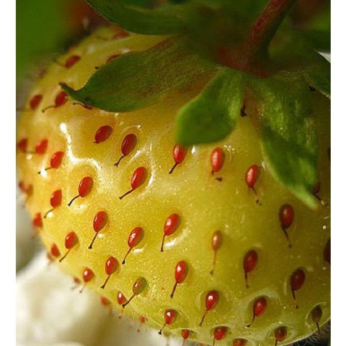 Hạt giống dâu tây vàng chịu nhiệt CT292 - Gói 100 hạt