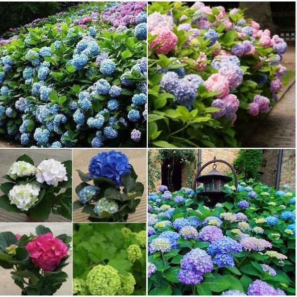 Hạt giống hoa cẩm tú cầu mix màu KNS3619 - Gói 5 hạt