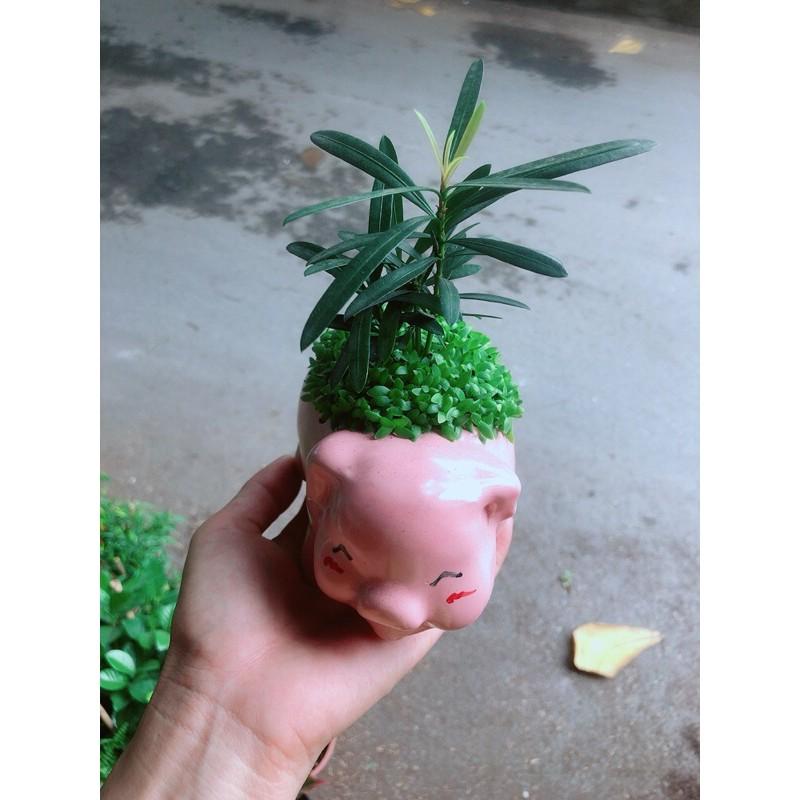 Chậu Tùng Vạn Niên Heo Hồng