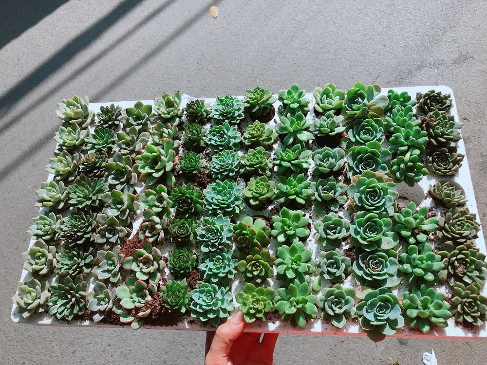 Combo 12 Cây Sen Đá 70k