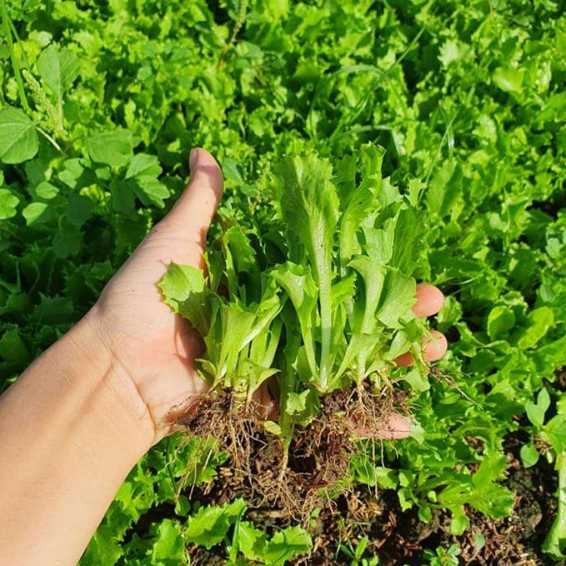 Hạt giống xà lách giòn minetto đóng gói 2gr