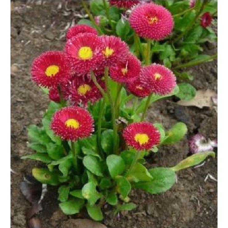 Hạt giống hoa cúc anh mix màu-gói 50 hạt