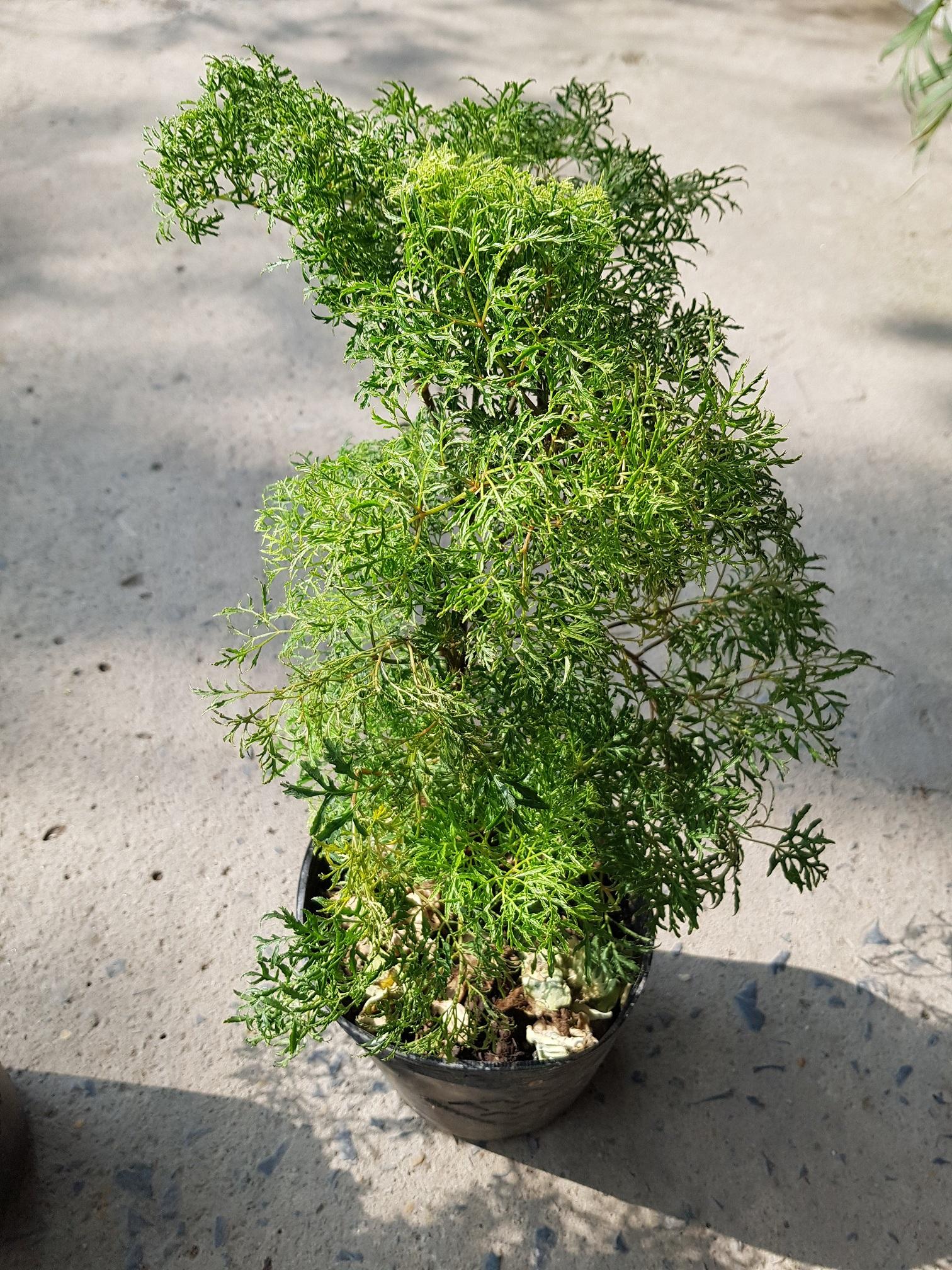 Đinh Lăng Lá Nhỏ Chậu Nhựa