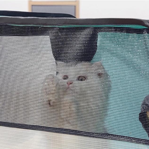 Hộp Sấy Khô Cho Chó Mèo Dan-Won Drying Oven ️ FREESHIP ️