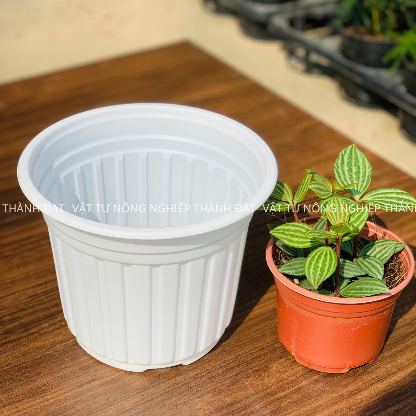 05 Chậu nhựa trắng TTK 18 trồng cây, trồng hoa cao cấp