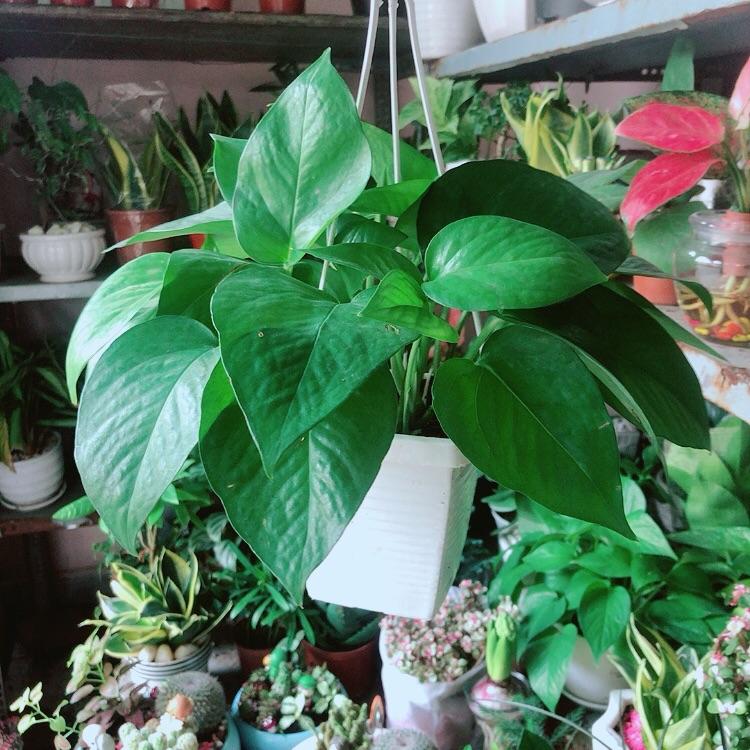 Trầu Bà Thái