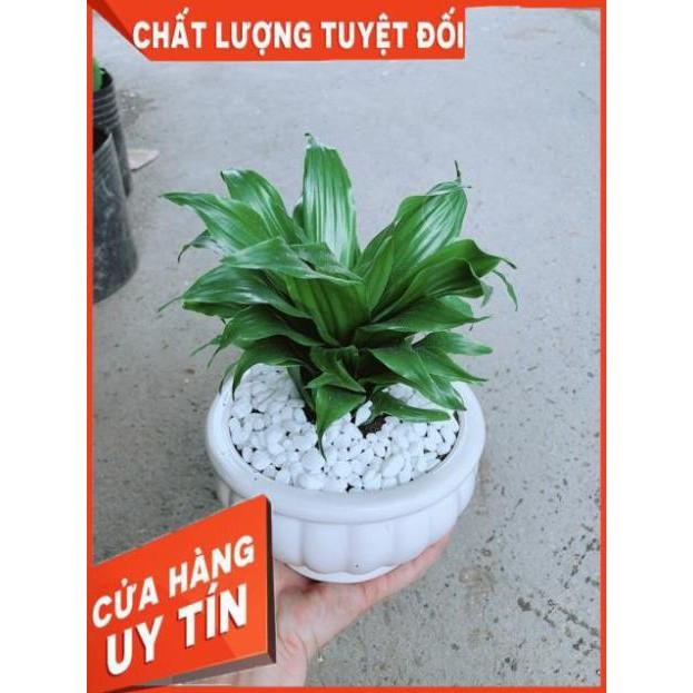 Chậu Phát Tài