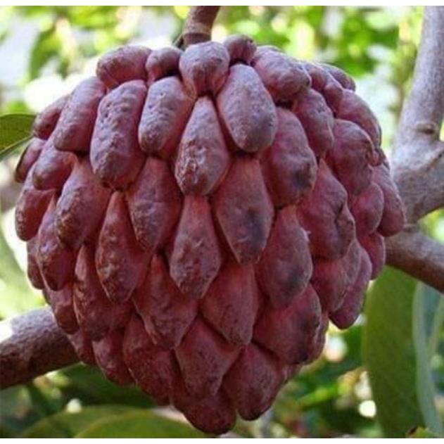 Sản phẩm CÂY NA ĐỎ CAO SẢN
