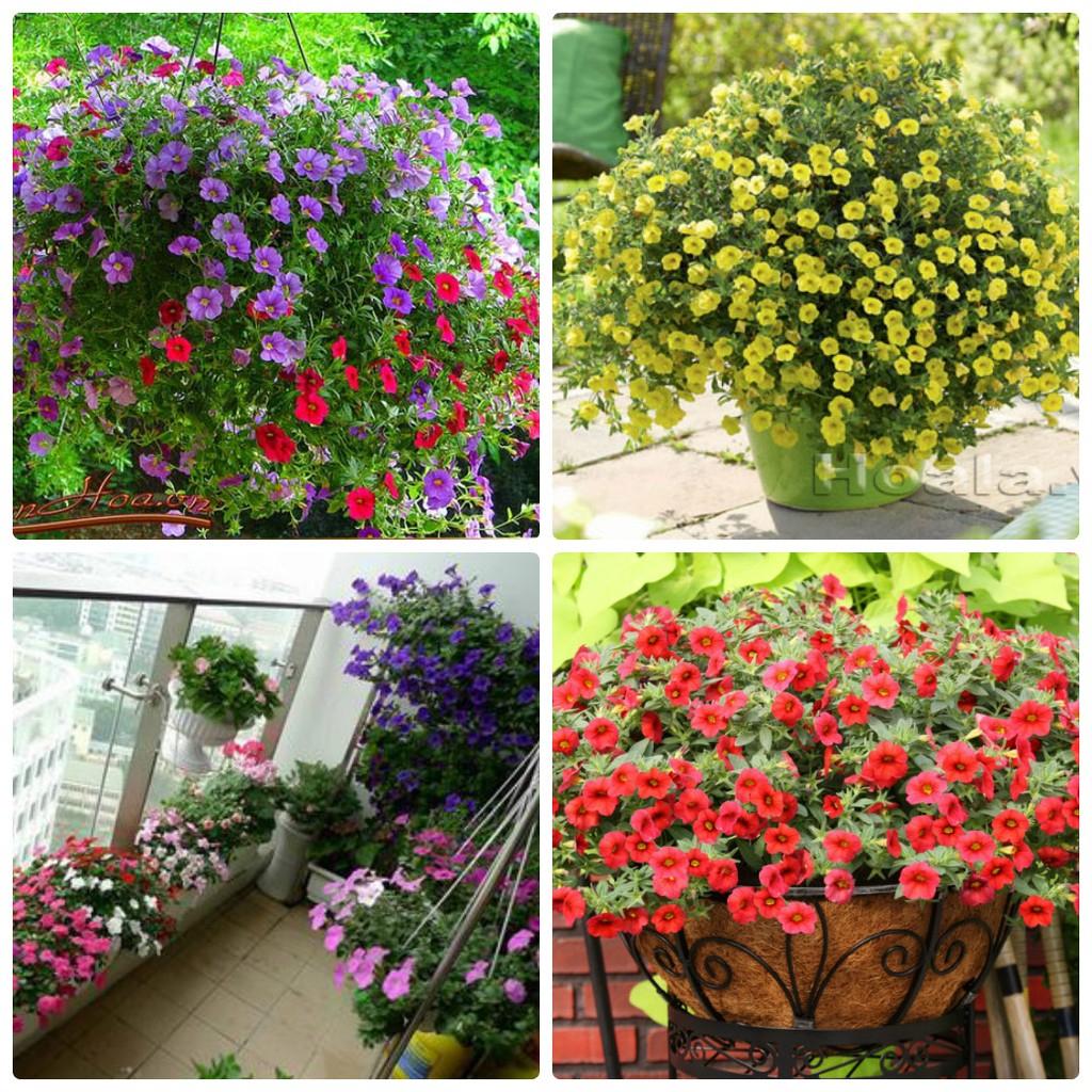 Combo 2 gói Hạt giống hoa triệu chuông mix màu -gói 50 hạt-tặng kèm gói phân bón lót