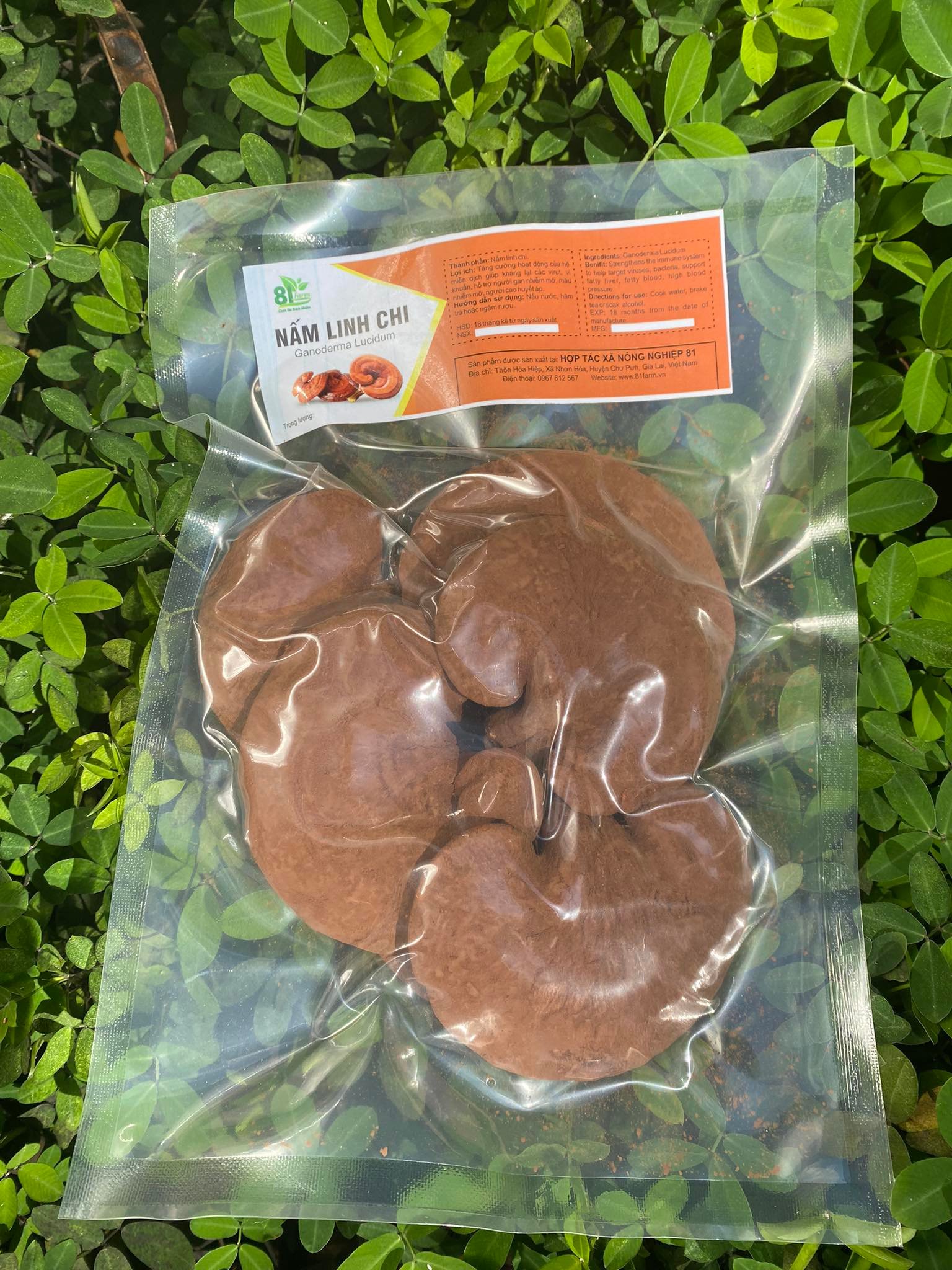 NẤM LINH CHI NGUYÊN TAI 81FARM NGUYÊN BÀO TỬ 100 G