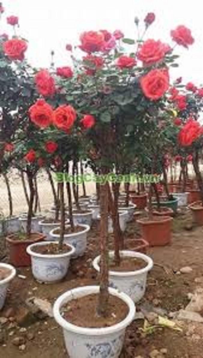 CÂY HOA HỒNG CỔ - CÂY LỚN - HOA SIÊU ĐẸP - BỀN
