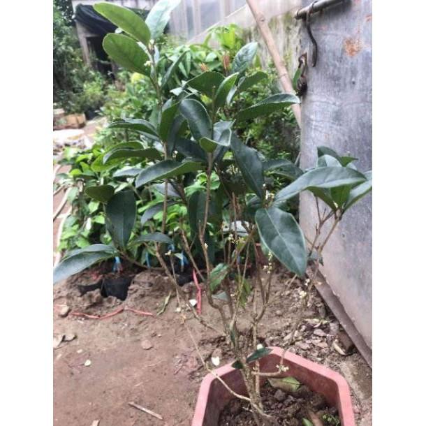Cây Hoa Mộc Hương cam kết chất lượng