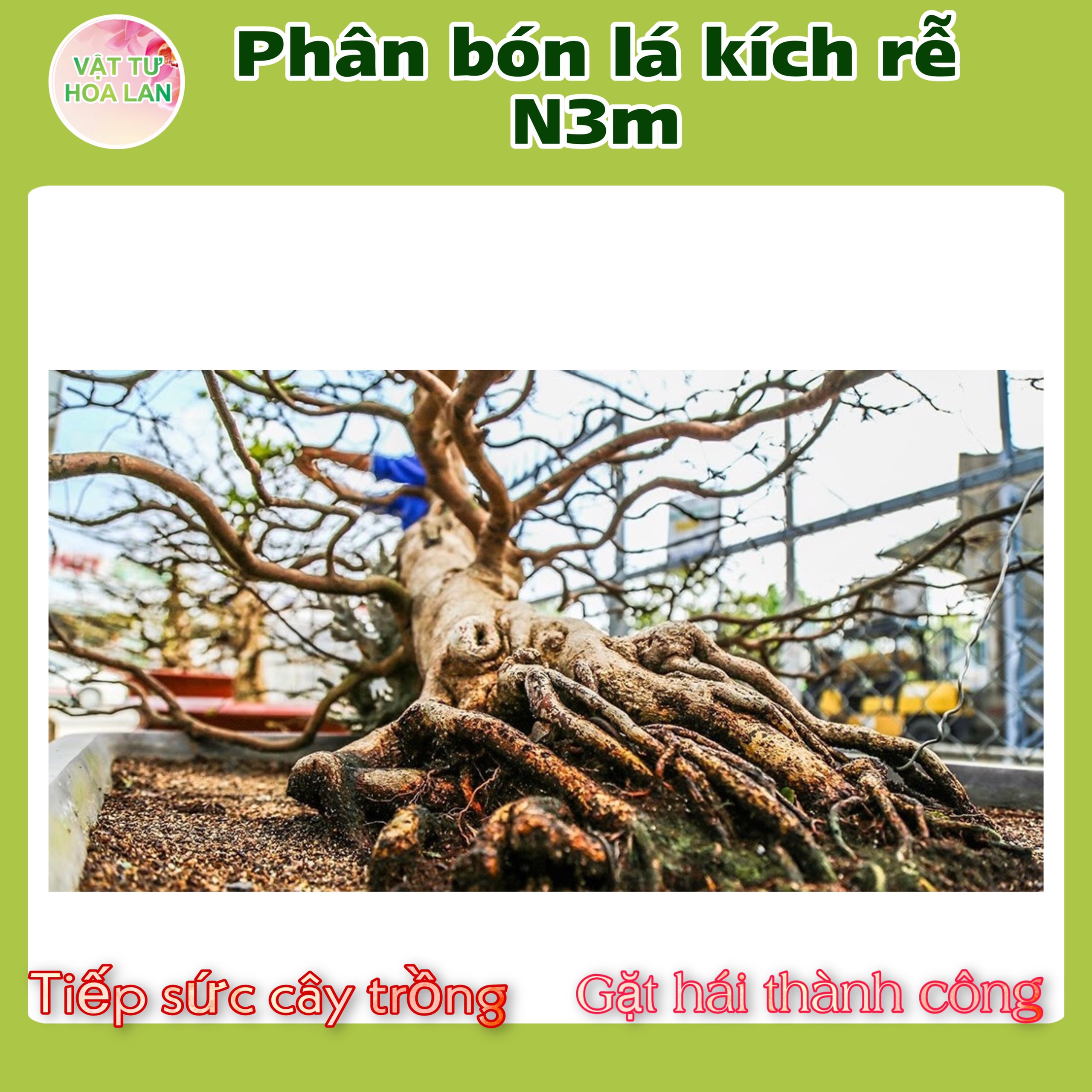 Phân Bón Lá Ra Rễ Cực Mạnh N3M