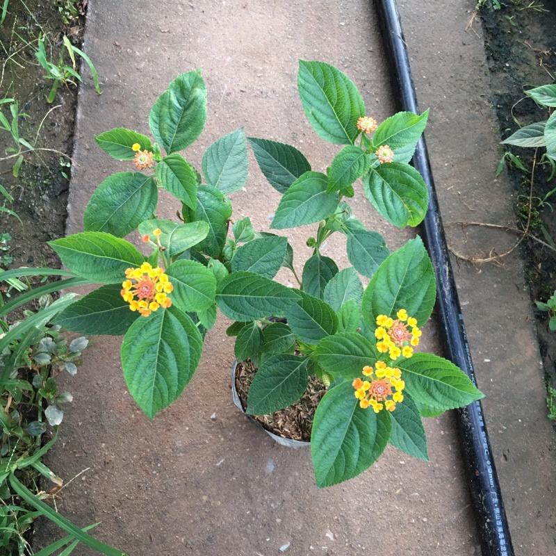 Cây hoa ngũ sắc cam cao 20-25cm thích hợp trang trí ban công , sân vườn,tiểu cảnh ...