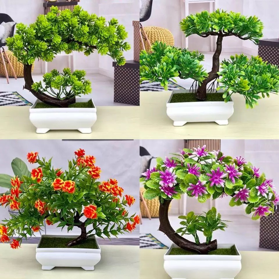 Chậu Bonsai hình nửa mặt trăng lưỡi liềm Bông Sen trắng trang trí