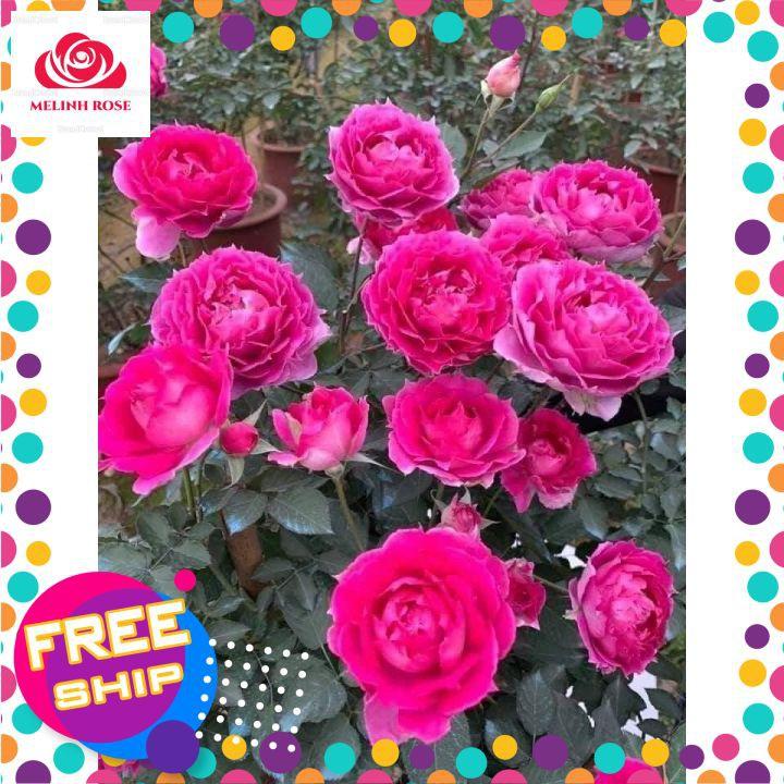 Hoa hồng Sheherazad rose,Hoa hồng Nhật hồng tím cực đẹp
