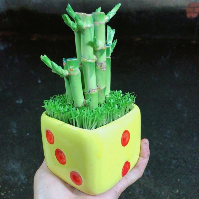 Chậu Trúc Phát Tài