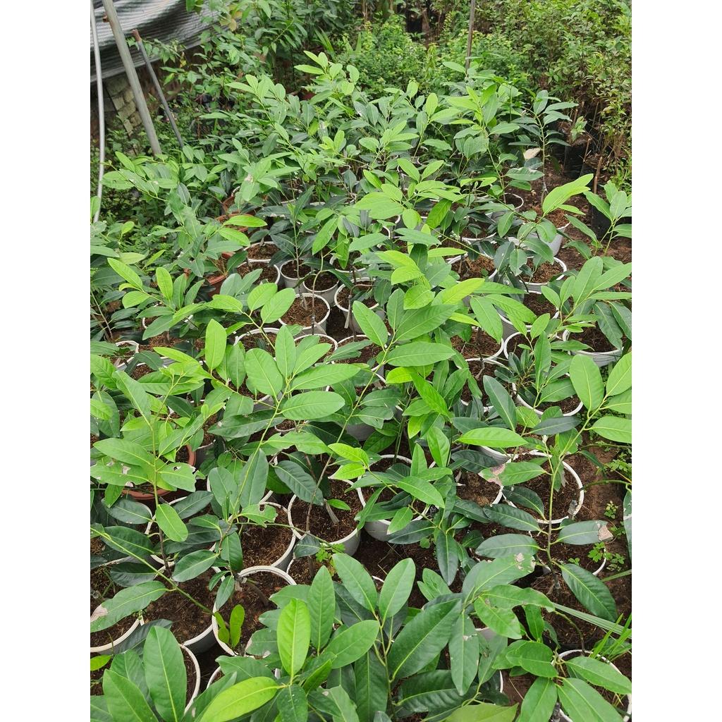 Cây Hồng Socola giống cây mới lạ mới du nhập vào Việt Nam siêu chất lượng, năng suất cao