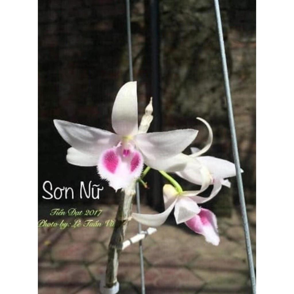 Cốc lan phi điệp đột biến 5 cánh trắng SƠN NỮ , hoa cực đẹp, cực hiếm, hàng gieo hạt, cây y hình