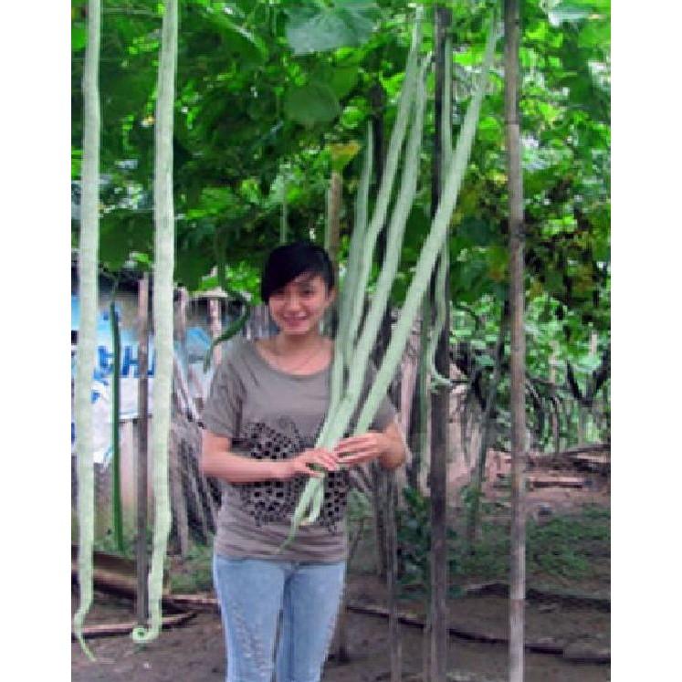 Hạt giống mướp rắn  quả dài - 5 hạt/gói