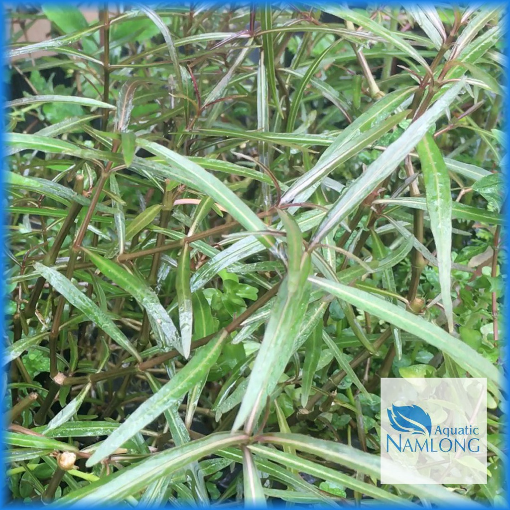 Cây thủy sinh cắt cắm dễ trồng