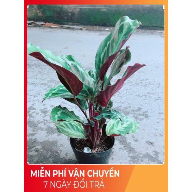 Đuôi Công Xanh Lá Tròn