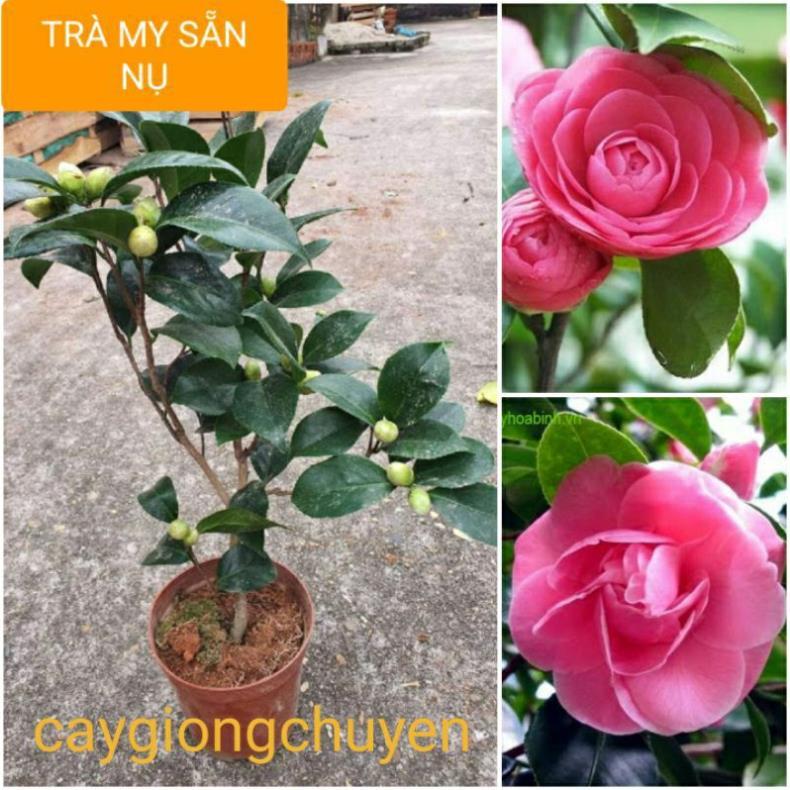 CÂY HOA TRÀ MY ĐANG NỤ CAO 60CM