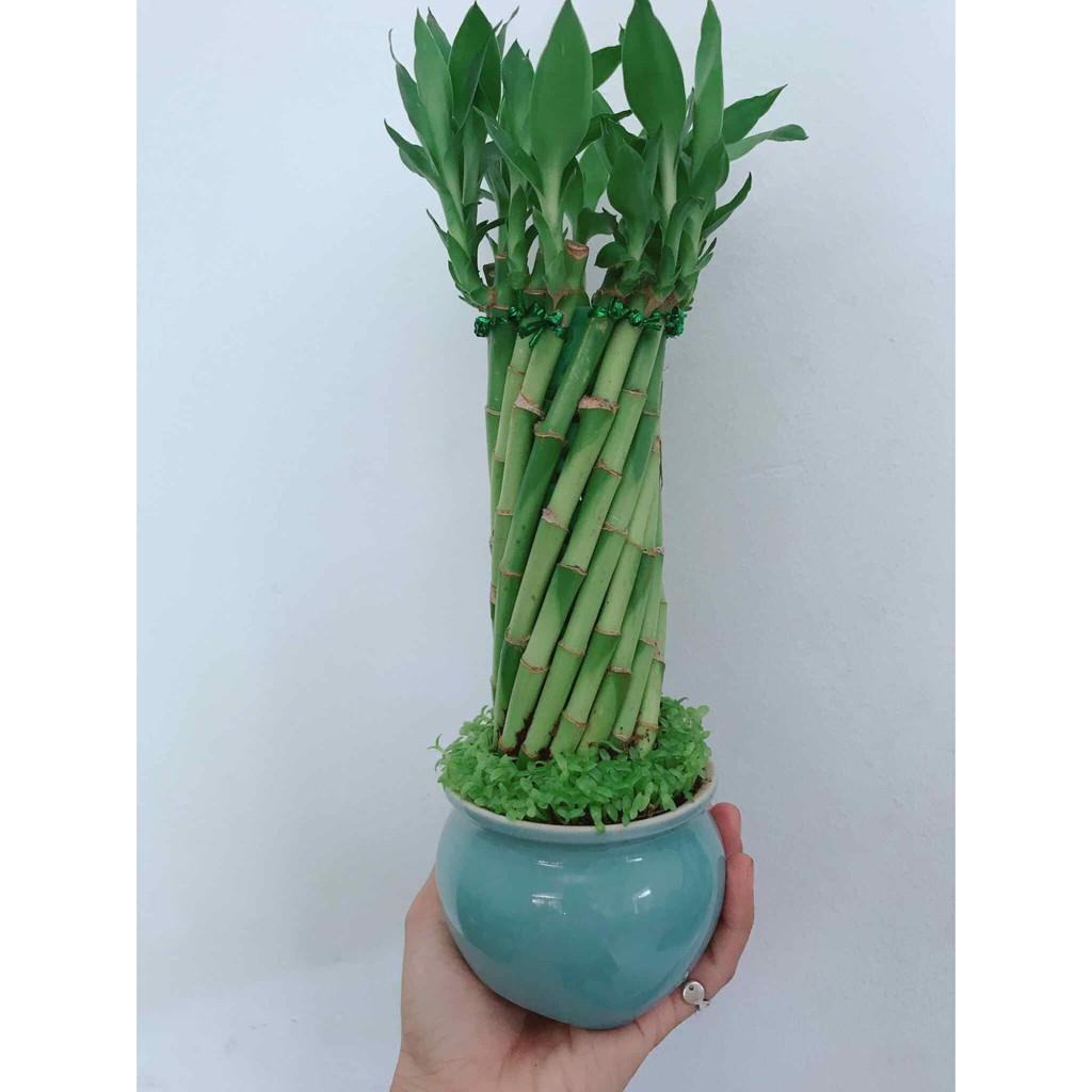Chậu trúc phát tài Bán Chạy