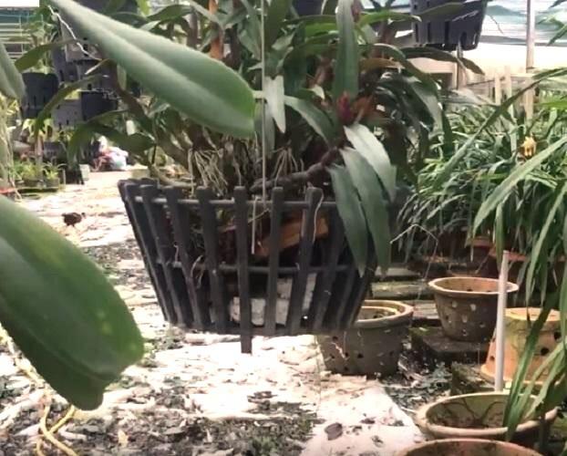 5 CHẬU NHỰA GIẢ GỖ TRỒNG LAN 20X10CM