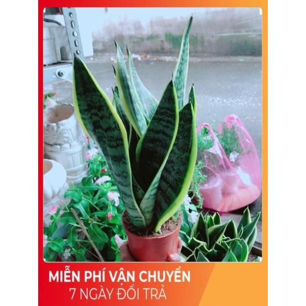 Lưỡi Hổ Cao