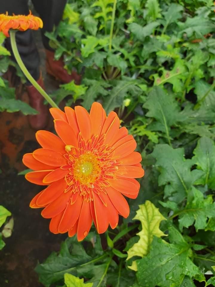 Hoa đồng tiền nguyên chậu đủ màu