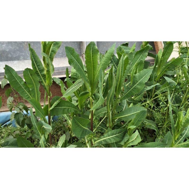 Cây rau xà lách hoang dã - cây to trong bầu đất