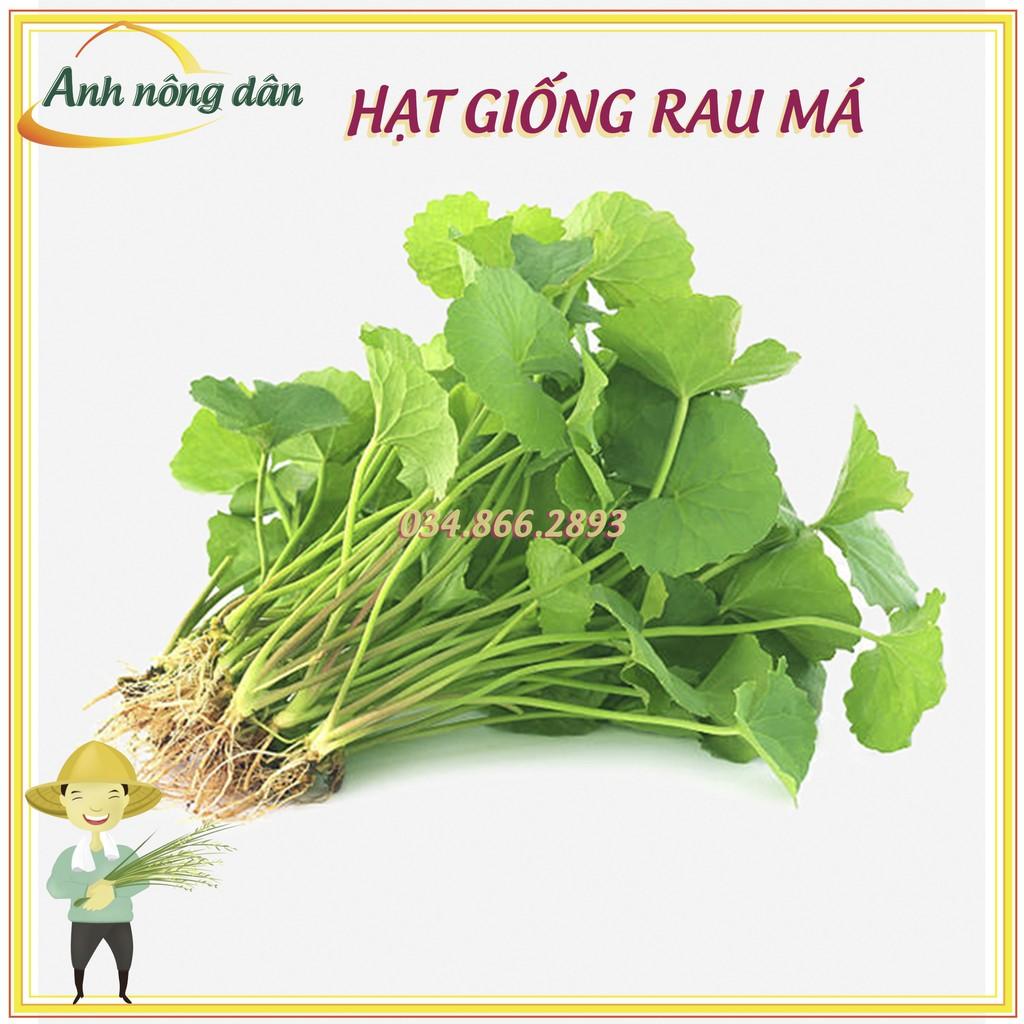 Gói 0.5g Hạt giống rau má ta lá nhỏ, rau má ta cao sản