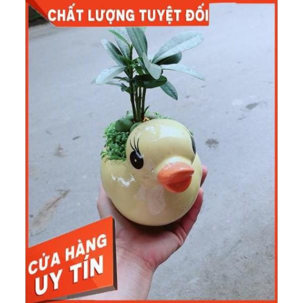 Chậu Vịt Vàng May Mắn