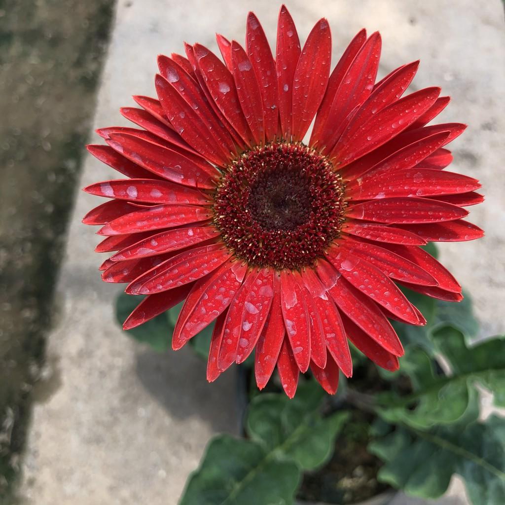 Cây hoa đồng tiền cao, chiều cao 20cm hoa nở bắt mắt biểu tượng tài lộc, thích hợp trang trí sân vườn