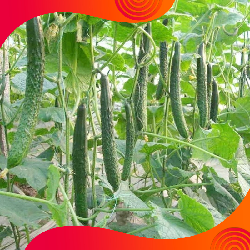 04 Gói Hạt Giống Dưa Chuột Trái Dài - Dưa Chuột Nhật