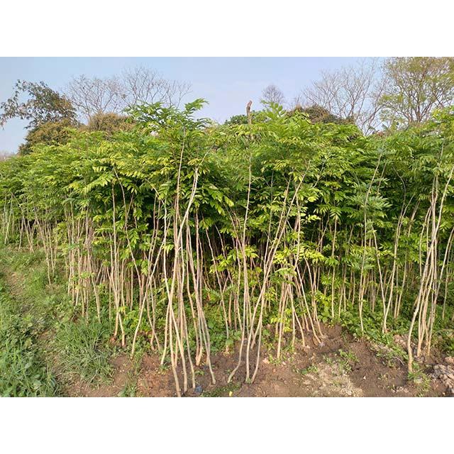 Cây giống sưa đỏ - cây giống cao trên 1m