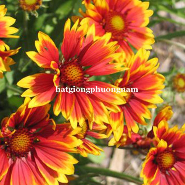 50H - HẠT GIỐNG HOA CÚC CÔNG CHÚA MIX
